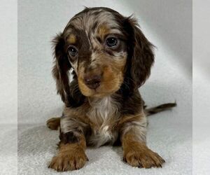 Dachshund Puppy for sale in LOS ANGELES, CA, USA