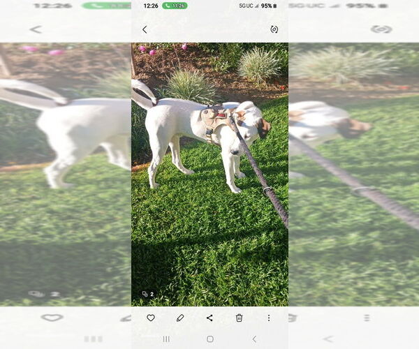 Medium Photo #3 American Pit Bull Terrier-Jack Russell Terrier Mix Puppy For Sale in Dana Point, CA, USA