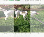 Small #2 American Pit Bull Terrier-Jack Russell Terrier Mix