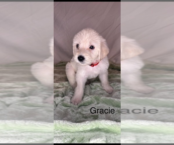 Medium Photo #4 Labradoodle Puppy For Sale in HOLLISTER, MO, USA