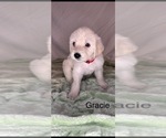 Small #3 Labradoodle