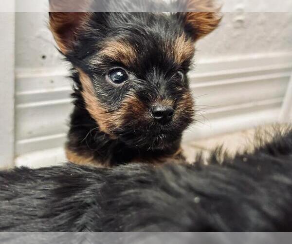 Medium Photo #3 Yorkshire Terrier Puppy For Sale in HALLANDALE BEACH, FL, USA
