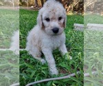Small Photo #1 Bordoodle Puppy For Sale in COPPERAS COVE, TX, USA