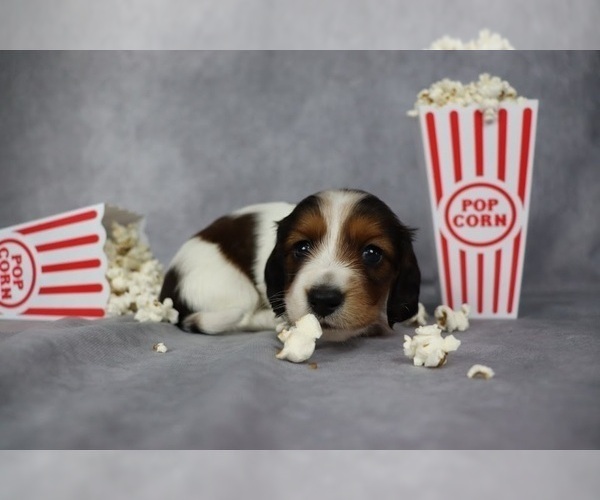 Medium Photo #8 Dachshund Puppy For Sale in BRADFORD, TN, USA