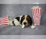 Small Photo #8 Dachshund Puppy For Sale in BRADFORD, TN, USA