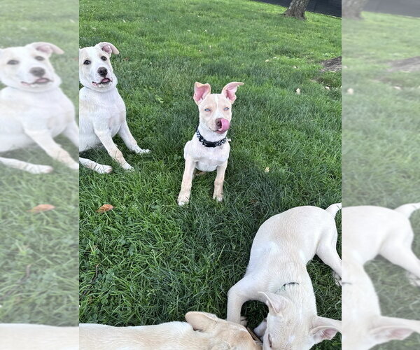 Medium Photo #4 Labsky Puppy For Sale in Springdale, PA, USA