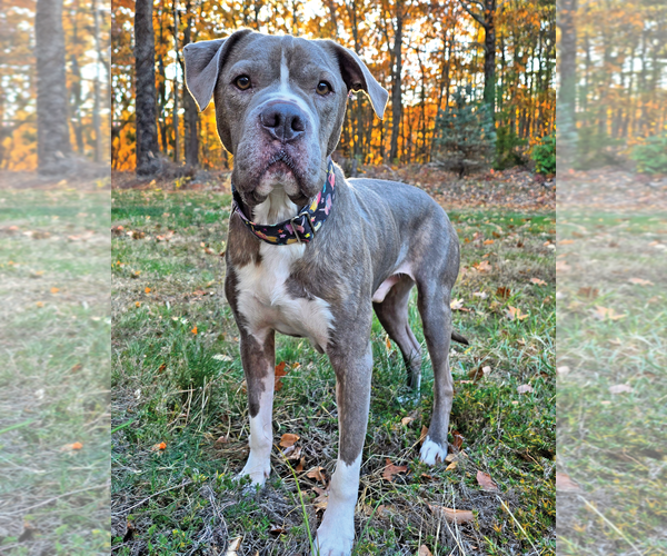 Medium Photo #6 American Bulldog Puppy For Sale in Westminster, MA, USA