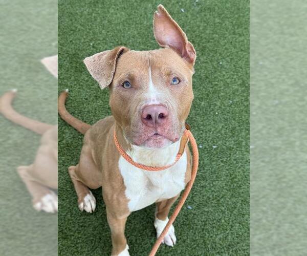 Medium Photo #2 American Pit Bull Terrier Puppy For Sale in Fayetteville, NC, USA