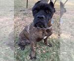 PORKCHOP - Male Mutt Dog for Adoption - Small photo