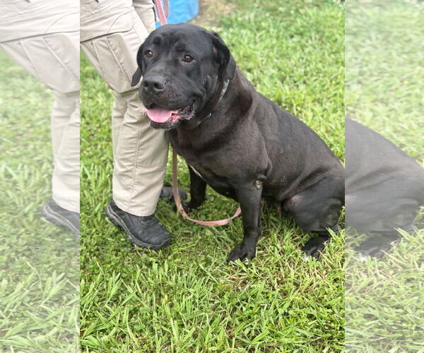 Medium Photo #2 Mutt Puppy For Sale in Virginia Beach, VA, USA