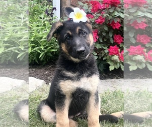 German Shepherd Dog Puppy for sale in BUTLER, PA, USA