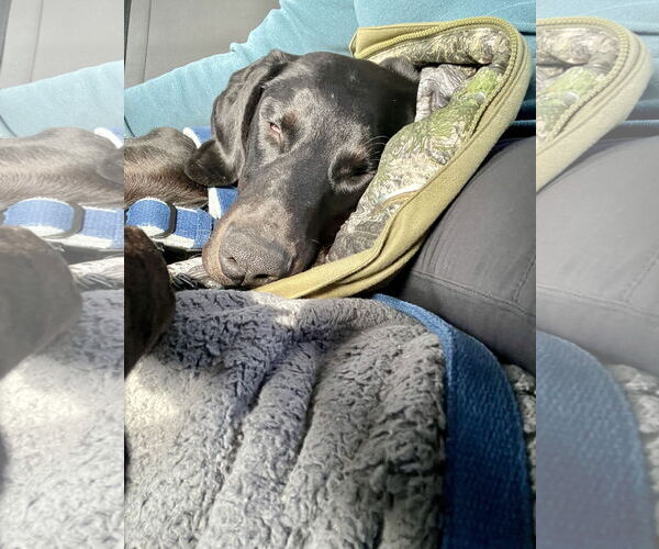 Medium Photo #8 Doberman Pinscher Puppy For Sale in Buffalo, MN, USA