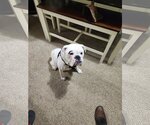 Small Photo #1 Bulldog Puppy For Sale in McKinney, TX, USA