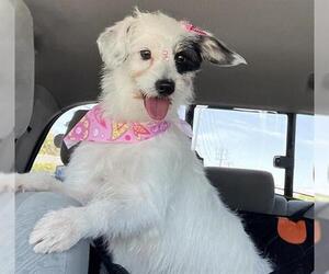 Mutt Dogs for adoption in San Martin, CA, USA