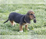 Small Photo #14 Basset Hound Puppy For Sale in MEMPHIS, MO, USA
