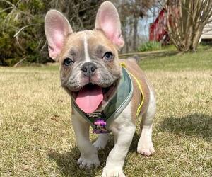 French Bulldog Puppy for sale in POWDER SPRINGS, GA, USA