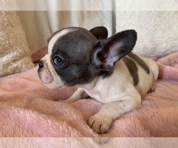 Medium Photo #15 French Bulldog Puppy For Sale in JOHNS ISLAND, SC, USA