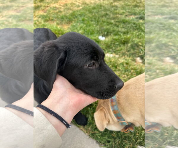 Medium Photo #9 Labrador Retriever-Unknown Mix Puppy For Sale in Sandy, UT, USA