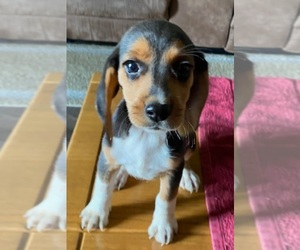 Beagle Puppy for sale in BOWLING GREEN, KY, USA