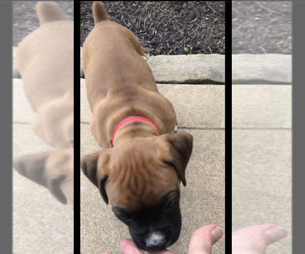 View Ad Boxer Litter of Puppies for Sale near Ohio, APPLE CREEK, USA