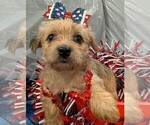 Small #4 Morkie