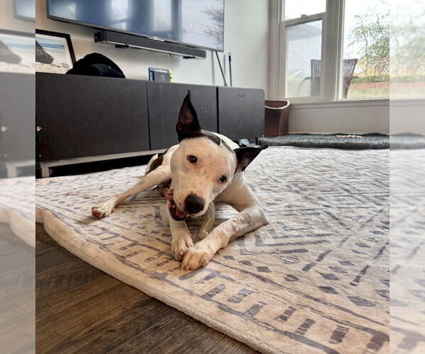 Medium Photo #4 American Staffordshire Terrier-Labrador Retriever Mix Puppy For Sale in San Juan Capistrano, CA, USA