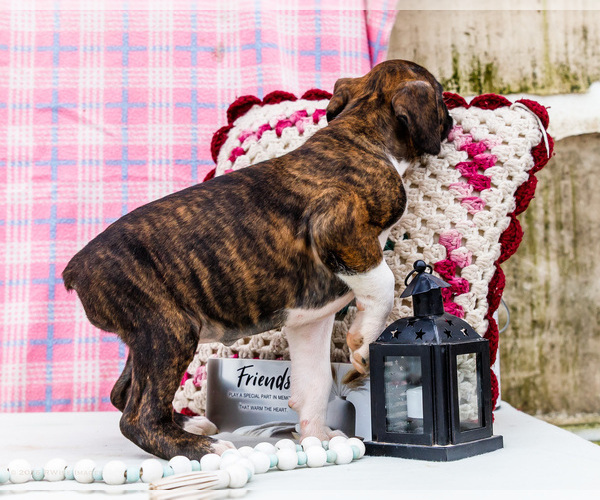Medium Photo #11 Boxer Puppy For Sale in WAKARUSA, IN, USA