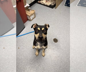 Porkchop - Male Mutt Dog for Adoption