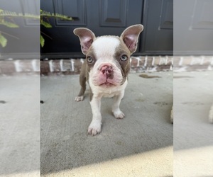 Boston Terrier Puppy for Sale in STEELE, Missouri USA
