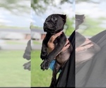 Small #3 Cane Corso