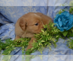 Medium Golden Retriever