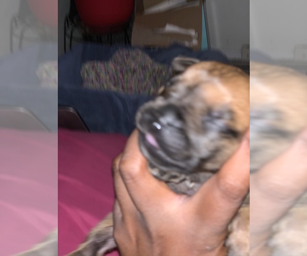 Medium Photo #9 Boerboel Puppy For Sale in LAS CRUCES, NM, USA