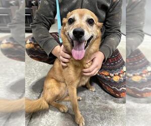 Pomeranian-Unknown Mix Dogs for adoption in Anchorage, AK, USA