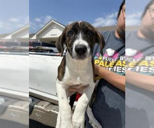 German Shorthaired Pointer-Unknown Mix Dogs for adoption in San Antonio, TX, USA