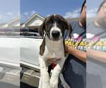 Small German Shorthaired Pointer Mix