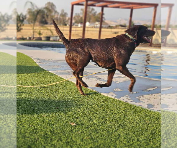 Medium Photo #2 Labrador Retriever Puppy For Sale in Clovis, CA, USA
