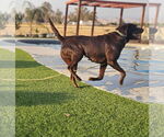Small #1 Labrador Retriever