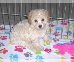 Poochon Puppy for sale in ORO VALLEY, AZ, USA