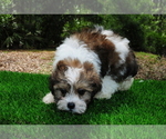 Small #5 ShihPoo