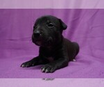 Small Photo #1 American Bully-Bull Terrier Mix Puppy For Sale in BRANDYWINE, MD, USA