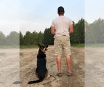 Small #5 German Shepherd Dog