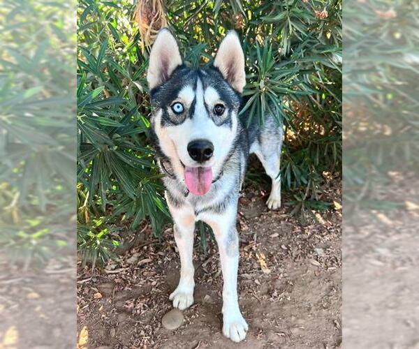 Medium Photo #1 Siberian Husky Puppy For Sale in Sacramento, CA, USA