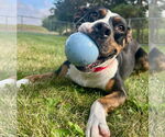 Small #8 American Pit Bull Terrier Mix