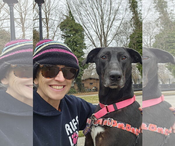 Medium Photo #4 Great Dane-Labrador Retriever Mix Puppy For Sale in Thomasville, NC, USA