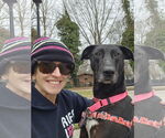 Small #3 Great Dane-Labrador Retriever Mix