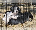 Small Photo #49 German Shorthaired Pointer Puppy For Sale in MCKINNEY, TX, USA