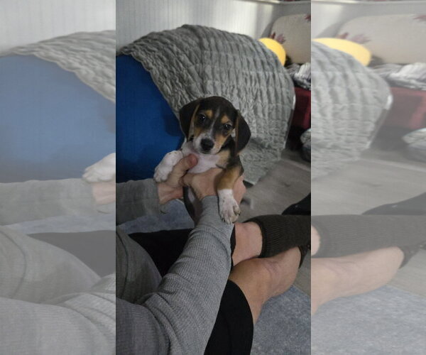 Medium Photo #4 Beagle Puppy For Sale in Tenafly, NJ, USA