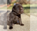 Small Photo #19 Labrador Retriever Puppy For Sale in TULSA, OK, USA