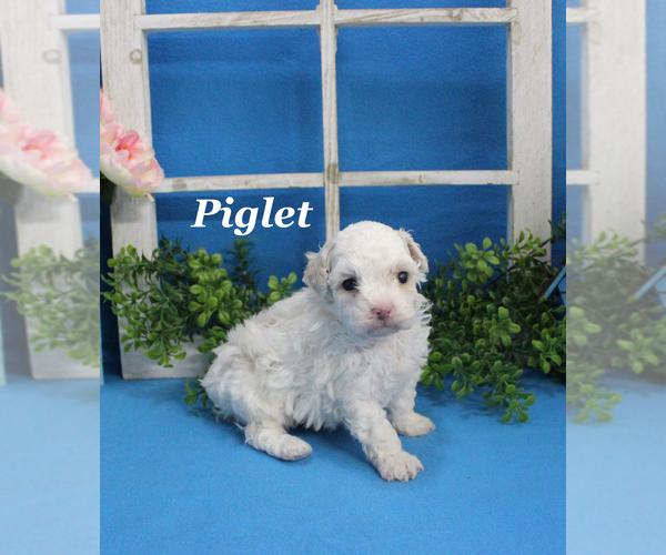 Medium Photo #15 Poodle (Toy) Puppy For Sale in CHANUTE, KS, USA