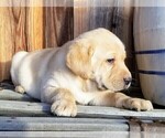Small Photo #1 Labrador Retriever Puppy For Sale in HARRISON, AR, USA